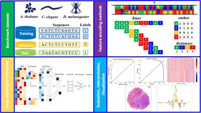 Systematic Analysis and Accurate Identification of DNA N4-Methylcytosine Sites by Deep Learning